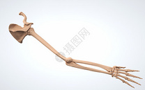 人体上肢结构骨骼图片