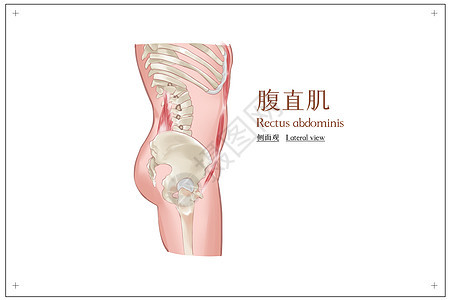 腹直肌侧面观医疗插画图片