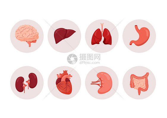 医学人体器官合集插画图片