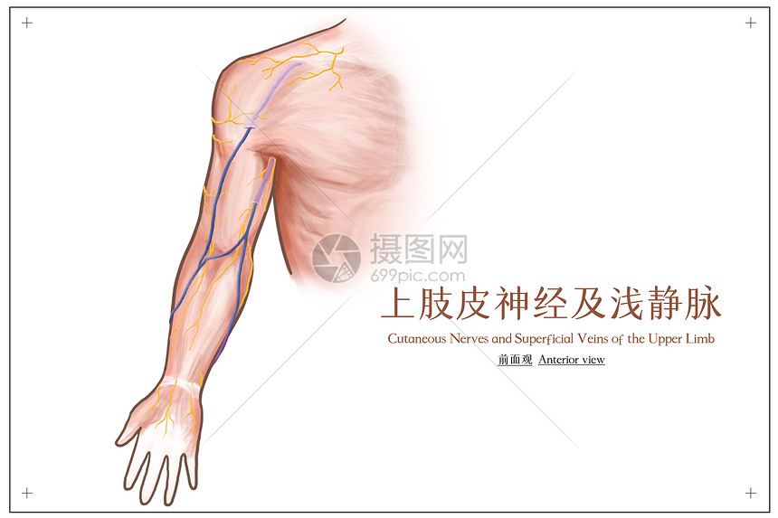 上肢皮神经及浅静脉前面观医疗插画图片