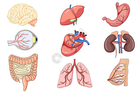 人体器官手绘合集高清图片
