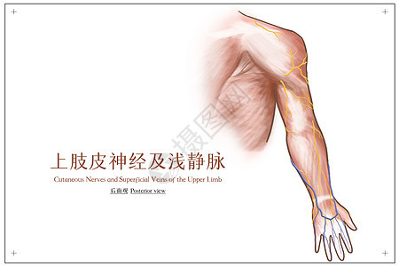 上肢皮神经及浅静脉后面观医疗插画图片