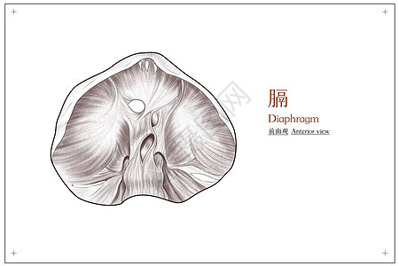 腹部膈结构前面观医疗插画图片
