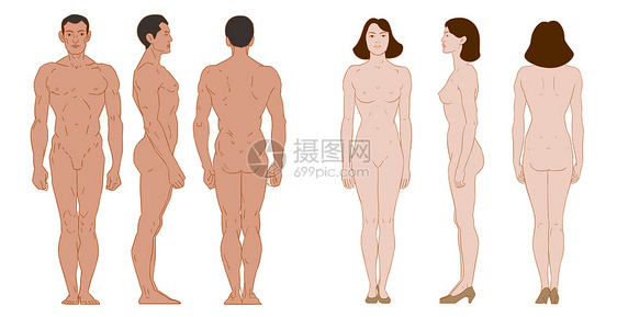 男女人体三视图插画图片
