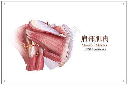 肩部肌肉浅层观医疗插画图片