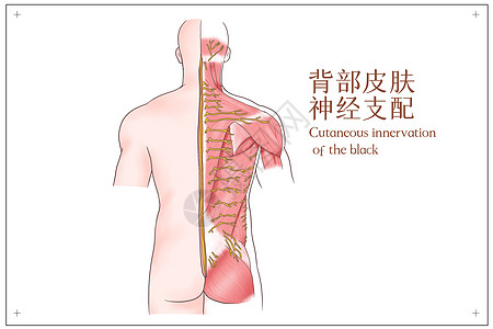 背部皮肤神经支配医疗插画图片