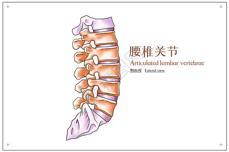 腰椎关节侧面观医疗插画图片