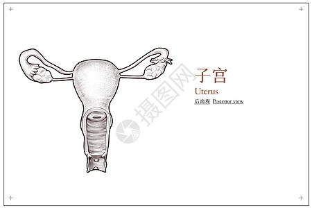 盆腔子宫后面观医疗插画图片