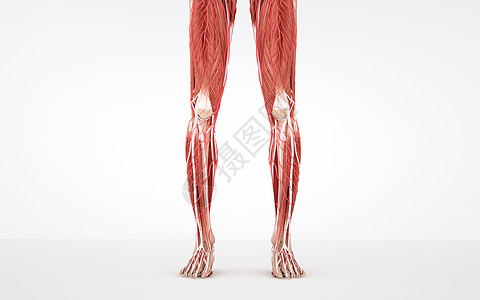 人体下肢肌肉组织高清图片