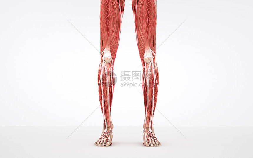 人体下肢肌肉组织