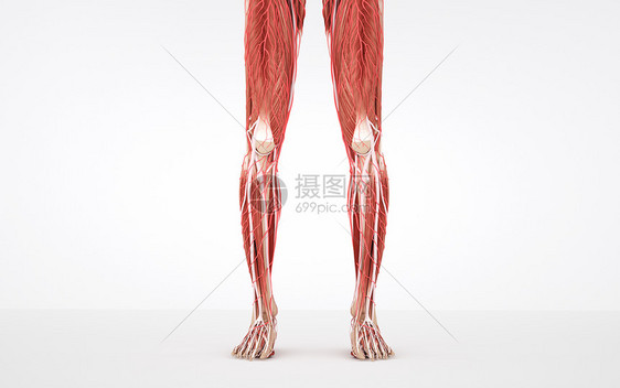 人体下肢肌肉组织图片