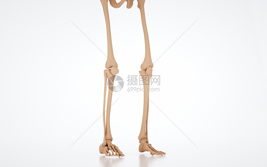 人体下肢骨骼