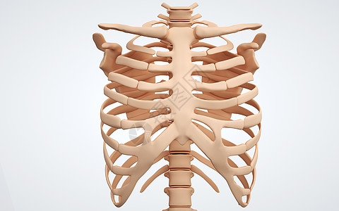 人体胸壁骨骼图片