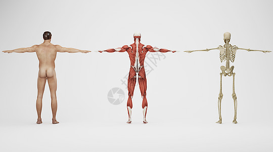 人体骨骼肌肉场景背景图片