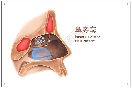 鼻旁窦内面观医疗插画图片