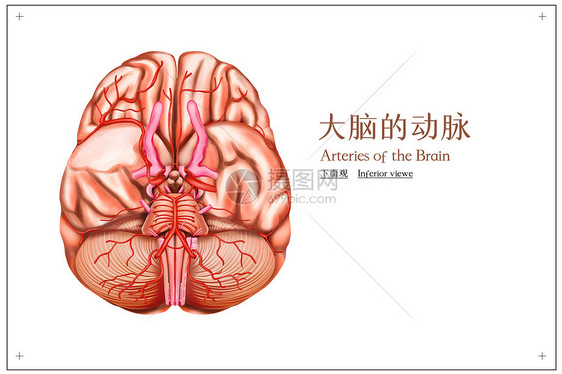 大脑的动脉下面观医疗插画图片