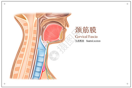 颈筋膜矢状断面医疗插画高清图片