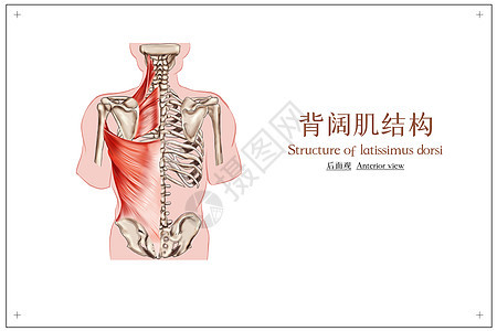 背阔肌人体骨骼肌医疗插画图片