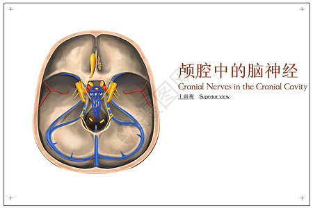 颅腔中的脑神经上面观医疗插画图片