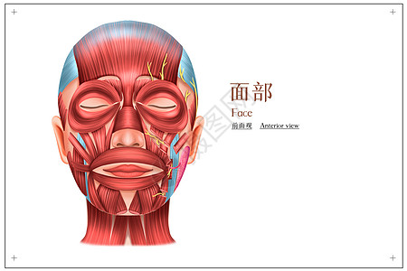 面部前面观医疗插画图片