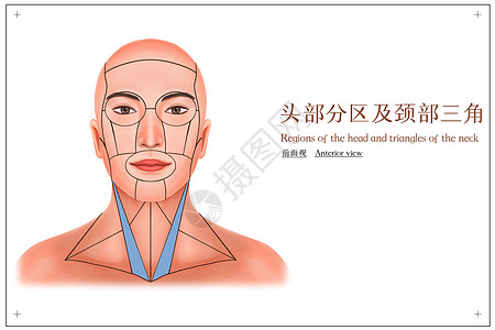 头部分区及颈部三角前面观医疗插画高清图片