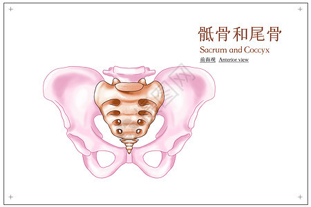 骶骨和尾骨前面观医疗插画图片