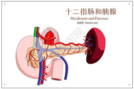 十二指肠和胰腺前面观医疗插画图片