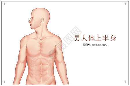 男性人体上半身医疗插画高清图片