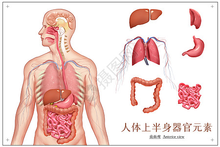 男人元素人体上半身器官元素单列插画