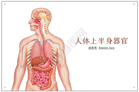 人体上半身器官医疗插画图片