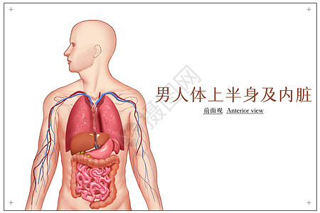 男人体上半身及内脏医疗插画背景图片