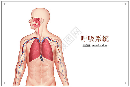 三级头呼吸系统医疗插画插画