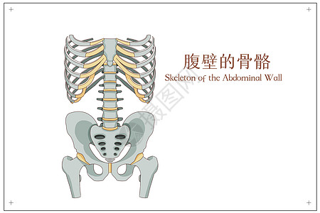 腹壁的骨骼医疗插画图片