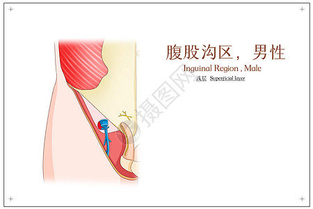 腹股沟区男性浅层医疗插画背景图片