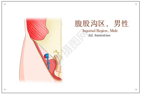 腹股沟区男性浅层医疗插画图片