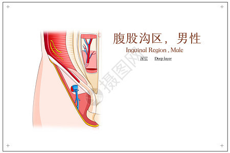 腹股沟区男性深层医疗插画图片