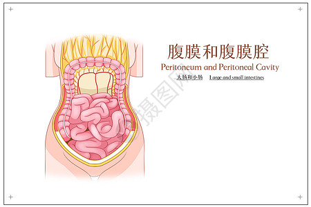 腹膜和腹腔膜大肠和小肠医疗插画背景图片