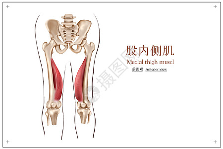 大腿股内侧肌插画高清图片