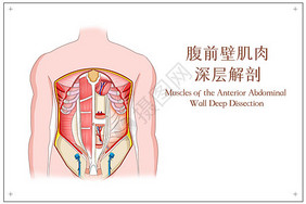 腹前壁肌肉深层解剖肚子高清图片素材