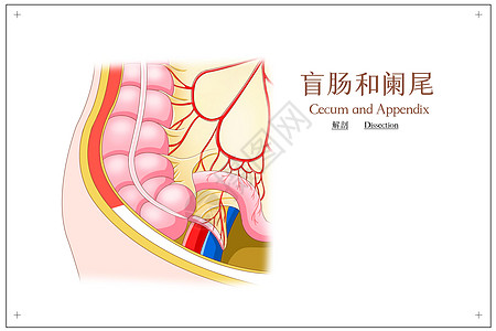 盲肠和阑尾解剖医疗插画图片