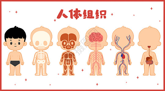 人体组织医疗卫生插画背景图片