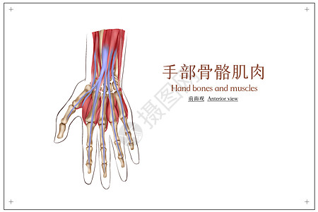 手部骨骼医疗插画高清图片