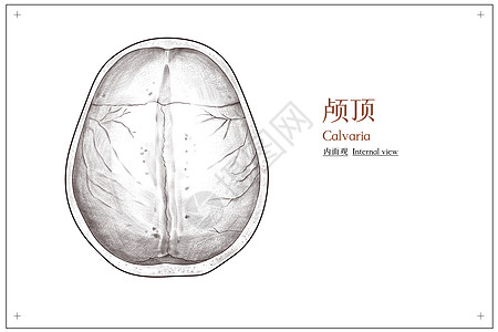 头部颅顶内面观医疗插画图片