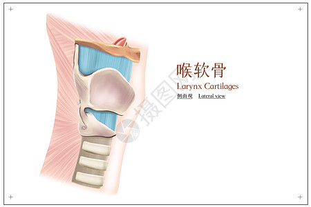 喉软骨侧面观医疗插画图片