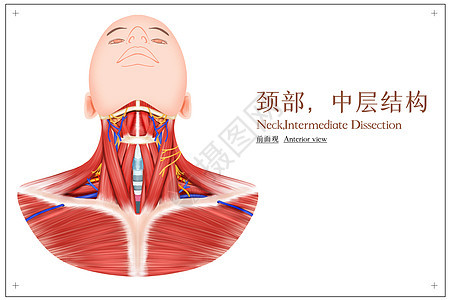 颈部中层结构前面观医疗插画图片