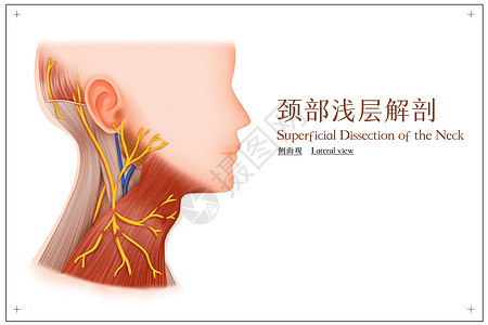 颈部浅层解剖侧面观医疗插画图片