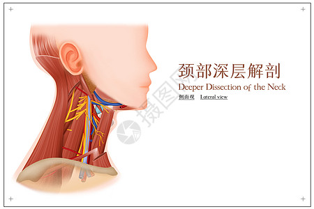 深层清洁颈部深层解剖侧面观医疗插画插画