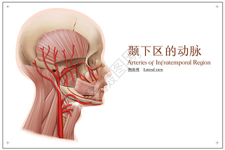 颞下区的动脉侧面观医疗插画高清图片