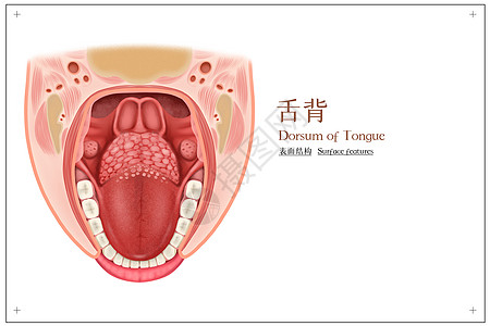 舌背表面结构医疗插画图片
