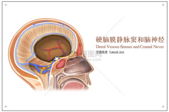 硬脑膜静脉窦和脑神经外侧面观医疗插画图片